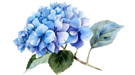 Elegant Blue Hydrangea Flower Watercolor as Garden Clipart