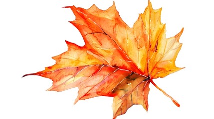Elegant Watercolor Maple Leaf Autumn on White Background