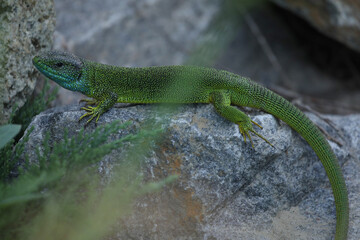 Green lizard lacerta viridis in summer garden on the stone. Small reptile outdoor