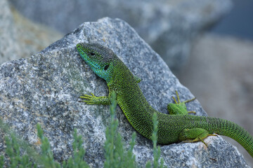 Green lizard lacerta viridis in summer garden on the stone. Small reptile outdoor