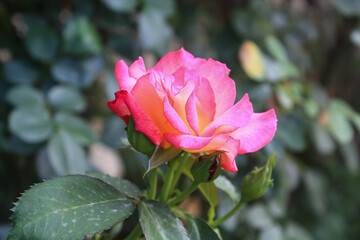Beautiful Rose flowers of Red, Pink and Orange Color in a garden of spring