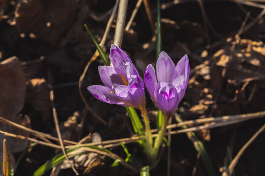 vista macro di due crocchi color viola, nel loro ambiente naturale, di giorno, in primavera