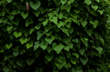 Green leaves, green leaf, nature concept, background.