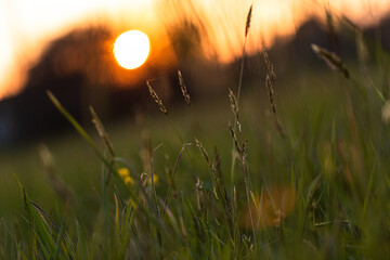 erba e sottili piante varie di colore verde in un campo naturale, in controluce, con sullo sfondo...