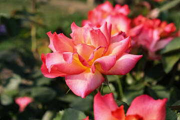 Beautiful Rose flowers of Red, Pink and Orange Color in a garden of spring