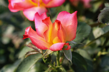 Beautiful Rose flowers of Red, Pink and Orange Color in a garden of spring