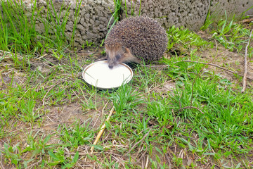 A cute hedgehog drinks fresh milk from a small wide flat plate closeup photo. Neighborhood with wild animals, friendship and feeding © Po