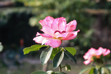 Beautiful Rose flowers of Red, Pink and Orange Color in a garden of spring