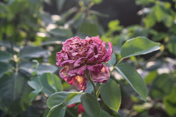 Beautiful Rose flowers of Red, Pink and Orange Color in a garden of spring