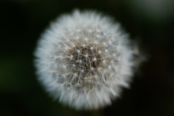 vista macro frontale di un fiore sferico di colore bianco e semi trasparente, conosciuto come...