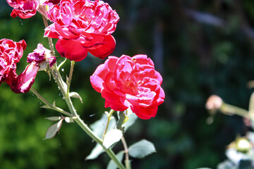 Beautiful Rose flowers of Red, Pink and Orange Color in a garden of spring