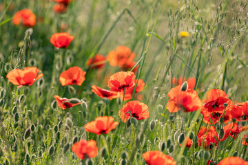 bellissima vista macro frontale e dettagliata di un campo di papaveri rossi e verdi, maturi ed immaturi, di giorno, in primavera, con sfondo, sfuocato