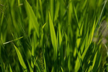 fili d'erba di colore verde di un campo in un ambiente naturale, visti con inquadratura macro frontale, illuminati di lato dalla luce del sole, di giorno, in primavera