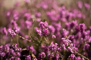 vista macro e frontale di una pianta bassa con tantissimi fiori color rosa e magenta