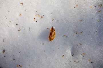 foglia secca e di color marrone di un albero, vista da sopra, di giorno, caduta sulla neve fresca, in inverno