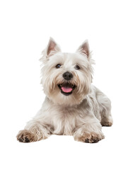Full body shot of West Highland White Terrier dog, lying down, smiling.