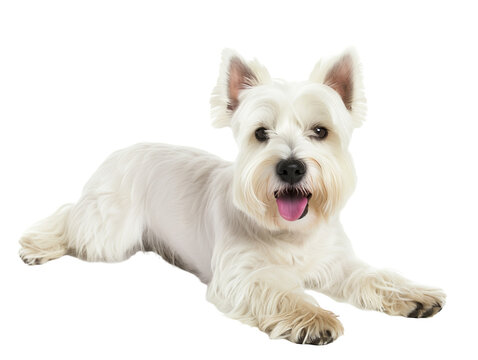 Full body shot of West Highland White Terrier dog, lying down, smiling.
