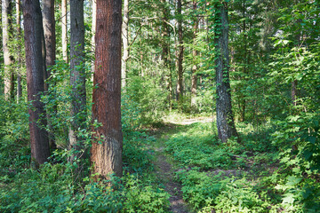 leśna ścieżka  © Marcin Łazarczyk