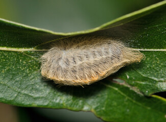 Southern Flannel Moth caterpillar insect Megalopyge opercularis leaf dangerous.