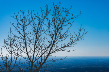 vista particolare di una sagoma di un piccolo albero spoglio in primavera, di giorno con cielo color azzurro e brillante e vasto territorio pianeggiante sfuocato come sfondo