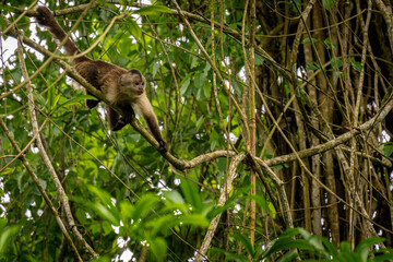 Animal themes: Little capuchin monkey on a branch.