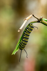 Animal themes: A monarch caterpillar eating a large leaf