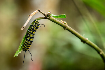 Animal themes: A monarch caterpillar eating a large leaf