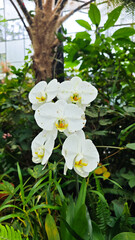 White Orchids in Lush Greenery with Tropical Background