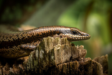 Animal themes: Mabuya or Orosaura nebulosylvestris is a genus of long-tailed skinks, lizards in the family Scincidae.