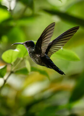 Animal themes: Hummingbird also known as Sparkling violetear or Colibri Oreja Violeta flying with green background