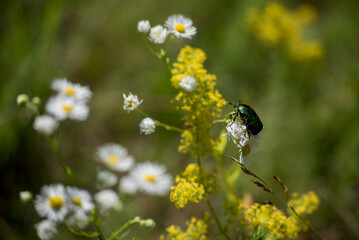 green metal beetle Cetonia arata sitting on Erigeron daisy, insect life, summer sketches
