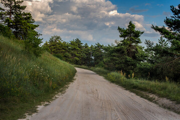 Pines, coniferous trees on the side of the stone road