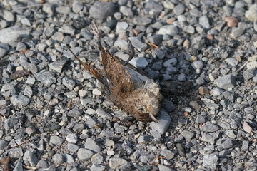 Dead house wren hit by a car