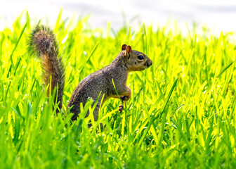 Squirrel looking up in high grass