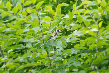 European Goldfinch (Carduelis carduelis) sitting in a tree in Zurich, Switzerland