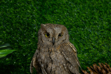 A live wild owl against a green background. The owl has large, bright yellow eyes and brown plumage. A majestic bird with a piercing gaze and detailed feathers.