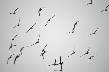 Flight patterns of pigeons captured against a pale sky, a dance of nature's aviators. This image emphasizing their freedom and the beauty of collective movement.
