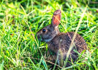 Swamp Rabbit along Clear Creek in Pearland, Texas