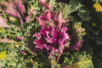foglie verdi, viola e rosa di una pianta di cavolo ornamentale visto da sopra, illuminato dalla...