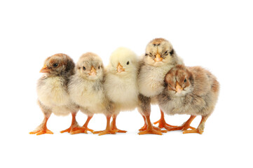 Many cute chicks isolated on white. Baby animals