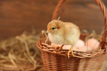 Cute chick and wicker basket on blurred background, space for text. Baby animal