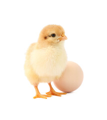 Cute chick and egg isolated on white. Baby animal