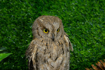 A live wild owl against a green background. The owl has large, bright yellow eyes and brown plumage. A majestic bird with a piercing gaze and detailed feathers.