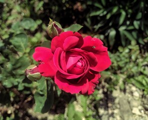 Vibrant Red Rose in Full Bloom Against Dark Green Foliage - Perfect for Romantic Occasions or Gardening Themes