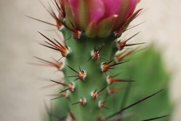 Opuntia polyacantha var. rhodantha nigra opuncja kaktus