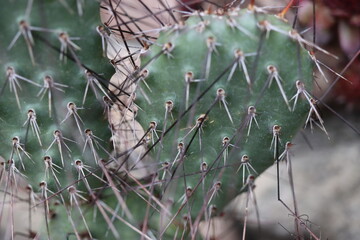 Opuntia polyacantha var. rhodantha nigra opuncja kaktus