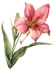 Obraz premium A single pink lily with green leaves, isolated on a black background.