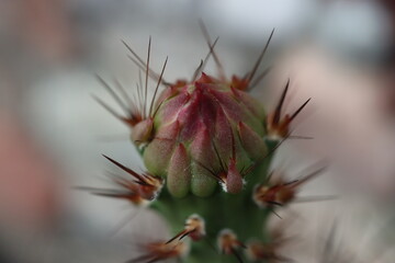 Opuntia polyacantha var. rhodantha nigra opuncja kaktus