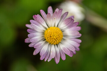 Fototapeta premium inquadratura macro da sopra di un bellissimo esemplare di fiore di margherita dai petali bianchi e viola su sfondo sfuocato di color verde
