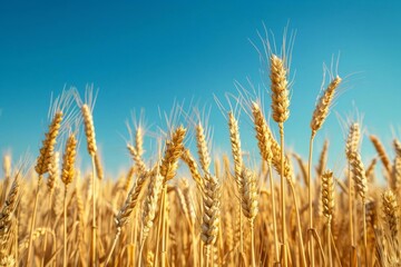 Fototapeta premium A field of ripe wheat ready for harvest under a clear blue sky